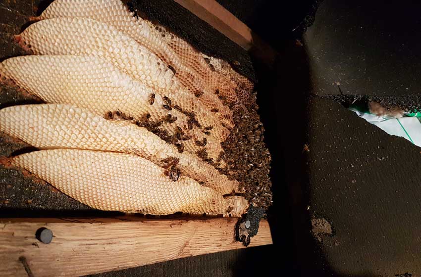 Expert honey bee and comb removal