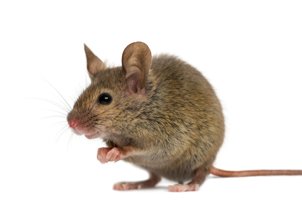 rat and mouse removal